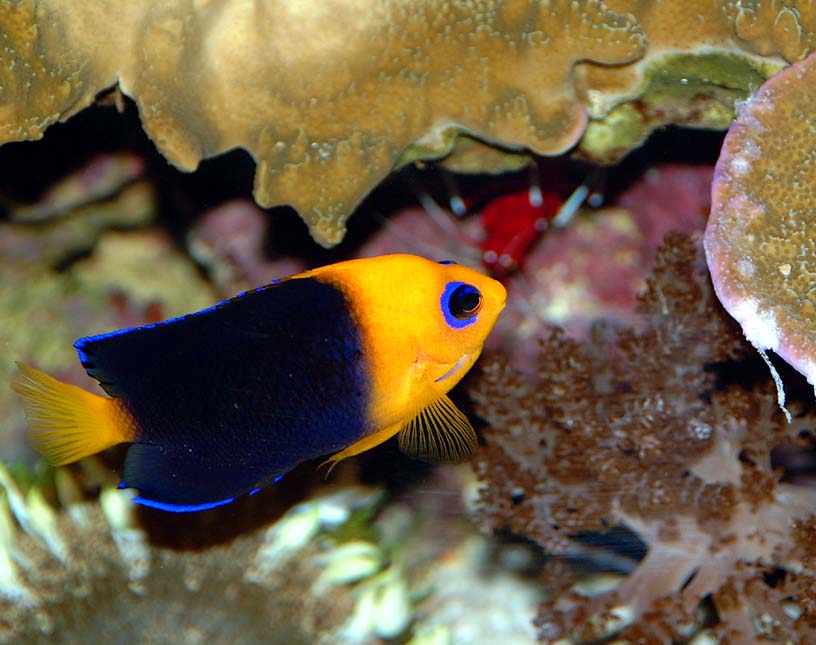 Aquarium Fish: Angelfish In The Reef Aquarium ... Again