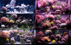 aquariumc.jpg