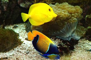 Majestic and Yellow Tang