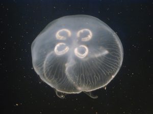 Tank Raised Moon Jellyfish