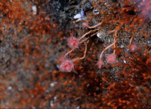12_orange_hydroids_garveia_annulata_and_pink_mouth_hydroid_tubularia_crocea_in_a_shallow_tide_pool_photo_by_www_nano_reef_com_.jpg