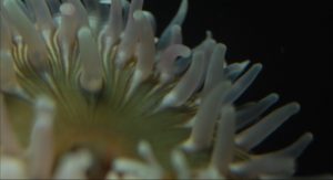 18_close_up_of_stubby_rose_anemone_urticina_coriacea_revealing_the_intricate_banding_common_to_its_genus_photo_by_www_nano_reef_com_.jpg