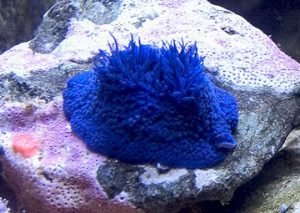 23_this_bright_blue_anemone_phymactis_papillosa_is_native_to_chile_photo_by_steve_weast_.jpg