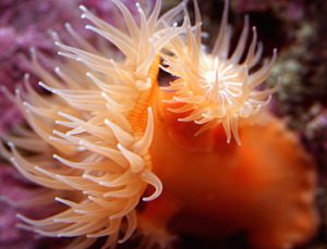 25_brooding_anemones_epiactis_prolifera_can_be_cultured_in_aquaria_offspring_develop_in_pits_along_the_column_photo_by_steve_weast_.jpg