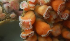 28_corynactis_sp_are_not_actually_anemones_but_corallimorpharians_photo_by_www_nano_reef_com_.jpg