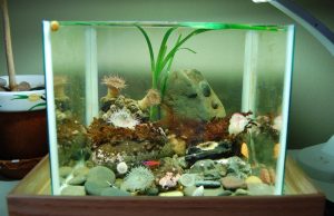 2_nano_aquaria_may_be_used_to_great_effect_for_temperate_displays_as_with_this_oregon_coast_biotope_photo_by_www_nano_reef_com_.jpg
