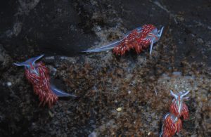 37_nudibranchs_hermicressenda_crassicornis_feeding_on_hydroids_photo_by_www_nano_reef_com_.jpg