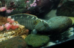 49_pricklebacks_and_gunnels_of_all_kinds_have_proven_to_be_very_adaptable_to_aquarium_conditions_photo_by_www_nano_reef_com_.jpg