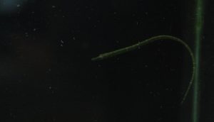 52_properly_fed_some_pipefish_would_thrive_in_a_seagrass_dominated_refugium_photo_by_www_nano_reef_com_.jpg