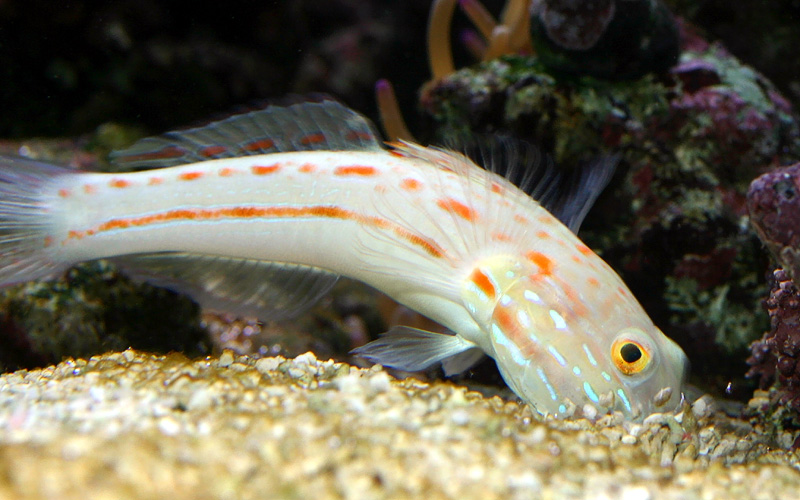 What Do Goby Fish Eat 