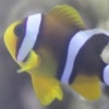 The Rare Mauritian Clownfish (Amphiprion chrysogaster)