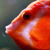 Toxic Love: Boxfish