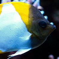 Underrated fish – Pyramid Butterflyfish (Hemitaurichthys polylepis)