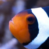 Photon Clownfish Genetics – A Tale of a Promiscuous Female Onyx Percula