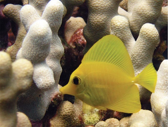 Monday Archives: The feel-good story of Yellow Tangs in the wild
