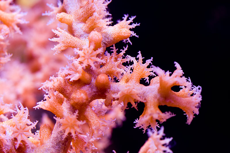 3_unknown_octocoral.jpg