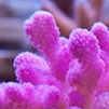Coral Maternity – More than just a coral farm