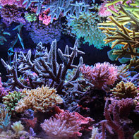 Best Reefs from Europe (2) – Krzysztof Tryc Tank