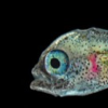 Larval Heniochus Butterflyfish Prove Collaborative Breeding Can Work