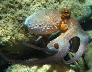 octopus - reefs