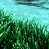 Old seagrass…really, really old seagrass