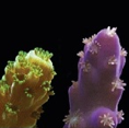 Polyp Lab Trials: Reef-Roids
