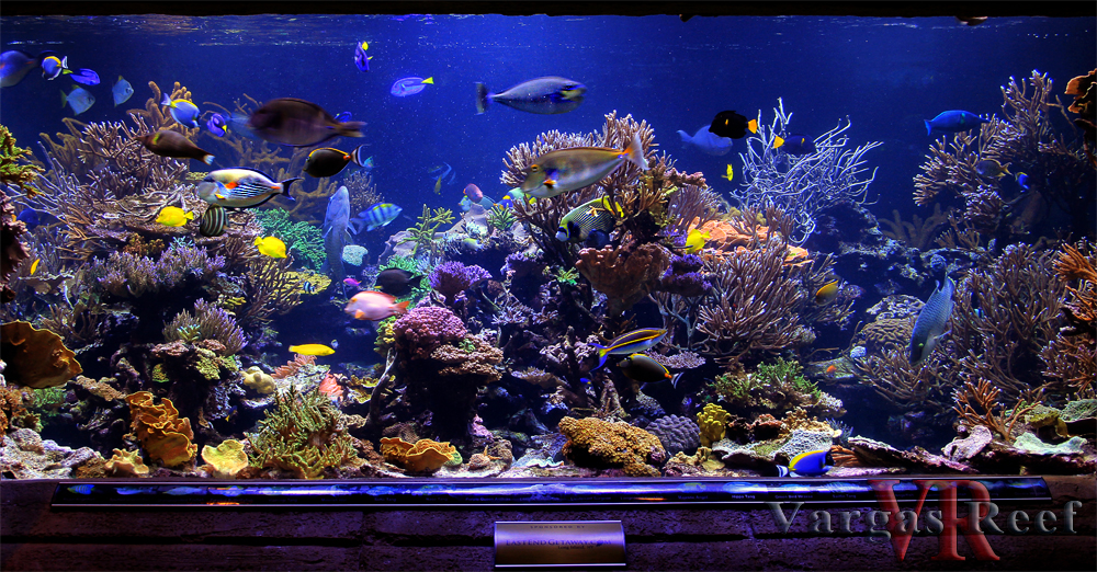 Reef Aquarium Maintenance Program