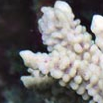 A short tale and thoughts on how hardy corals really are
