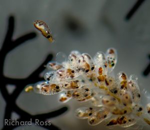 octopus babies - reefs