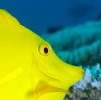 Conservation status of Surgeonfishes and Parrotfishes