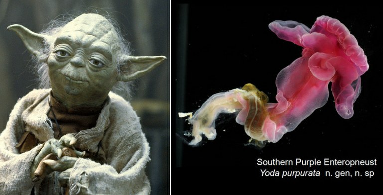 Monday Archives: New species of sea worm named after Yoda, there is.