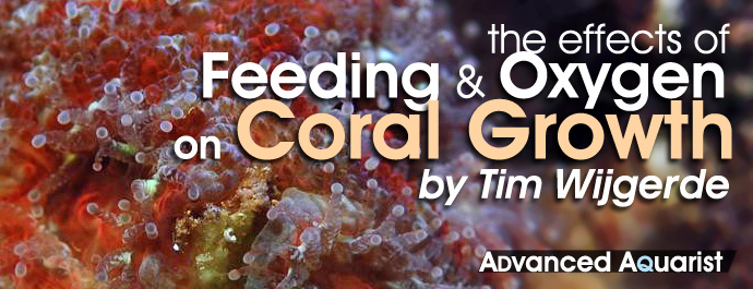 coralfeeding2.jpg