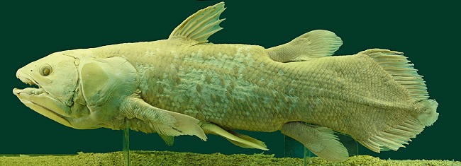 coelacanth 2