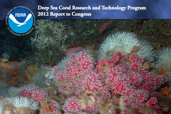 noaa-deep-sea-corals