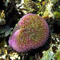 Monday Archives: Coral Symbionts Found to Act as Food Banks