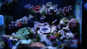 My 24 Gallon Reef