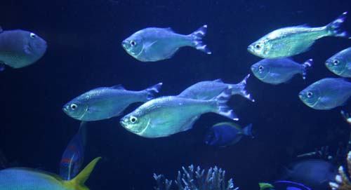 Schooling flagtails in the 20,000-gallon reef tank at the Long Island Aquarium