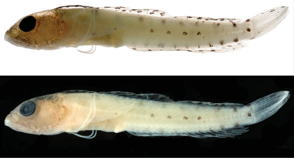 Haptoclinus dropi, sp. n., holotype, USNM 414915, 21.5 mm SL, female. Both photographs were taken after the fish was in preservation for several months, the top image against a white background, the bottom against a black background. Photographs by Ian Silver-Gorges.