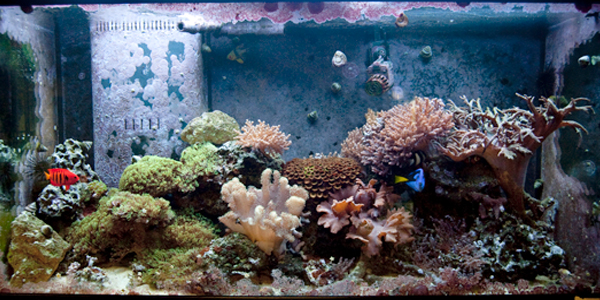 Full tank shot of the Walnut St. Christian School's reef aquarium.