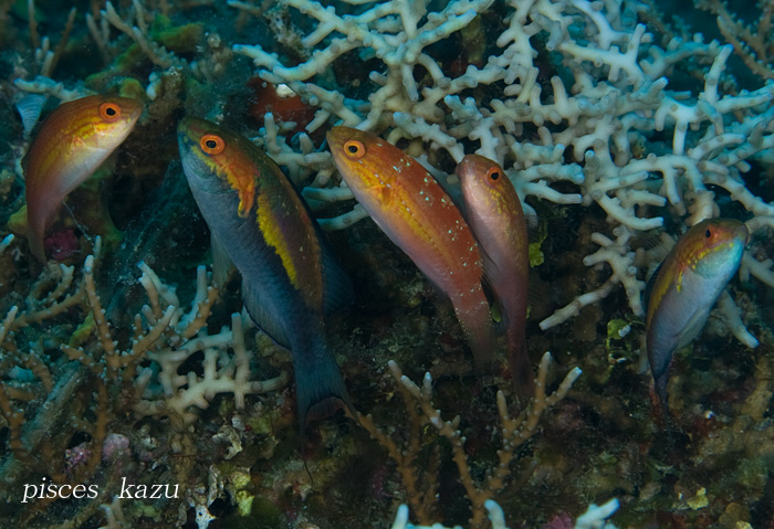 A harem of Cirrhilabrus lunatus; a terminal male second from left, a sub-male on the right, a female on the left and two in center.  Photo by Pisces Kazu