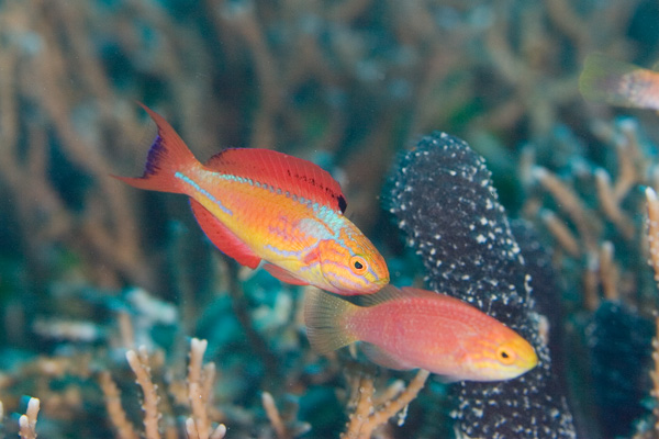 A male and female johnsoni on a wild reef.  Photographer unknown.