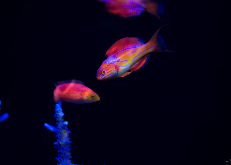 A nuptial male johnsoni courting a female in the author's home aquarium Photo by Eric Zard
