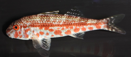 Juvenile red goatfish showing off its blotched pattern