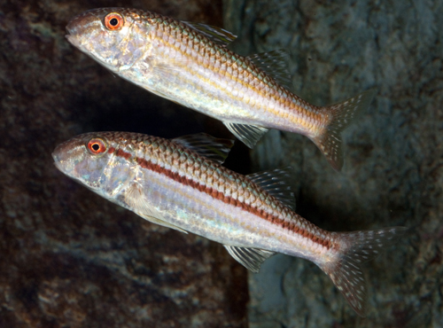 A pair of red goatfish, Mullus auratus at the Long Island Aquarium