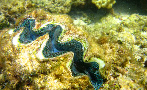 This image shows the newly discovered Tridacna clam. Image credit: E. A. Treml.