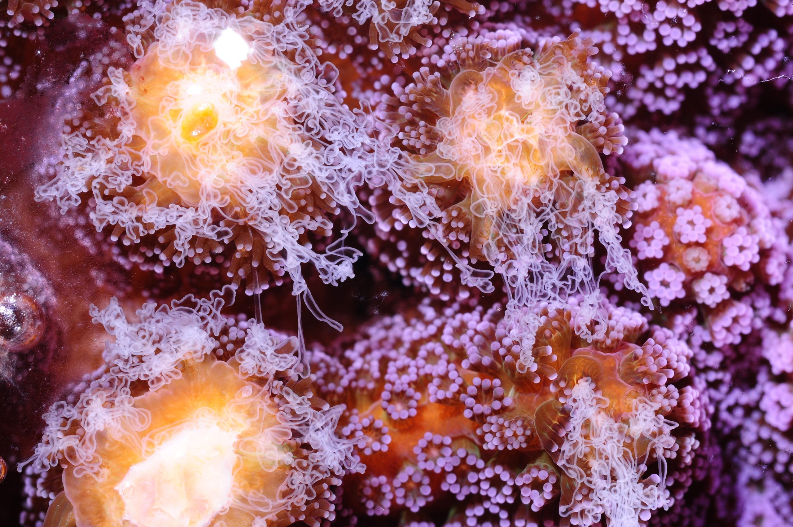 Coral Feeding: An Overview