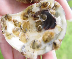 spat on oyster shell