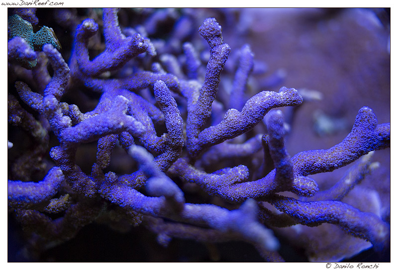 Purple Montipora