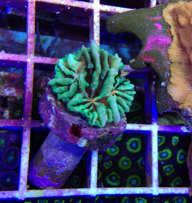 Project Y Fungia – Now at Unique Corals