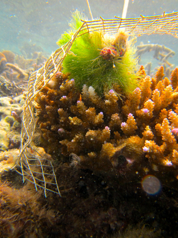 coral-gobies-2